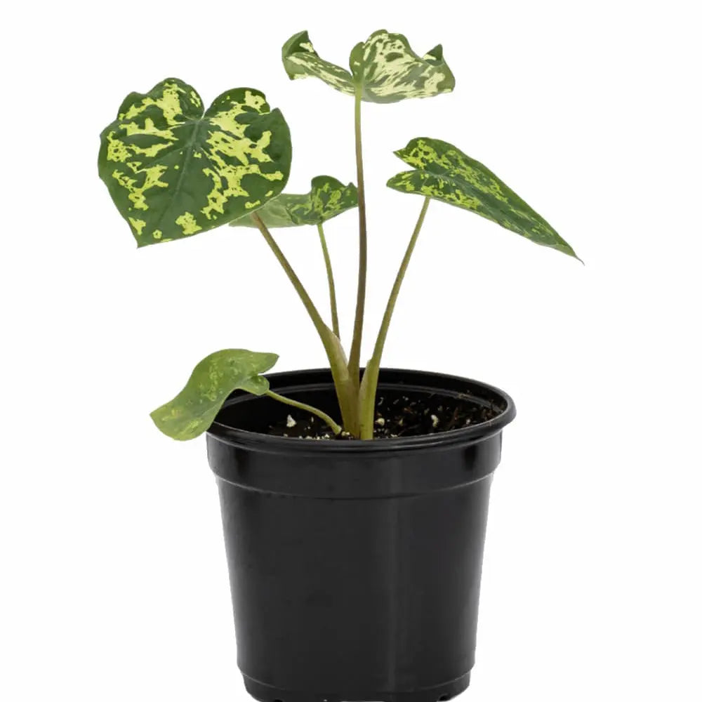 Alocasia Hilo Beauty