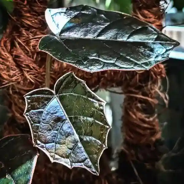 Pterisanthes sp. Borneo 'Batman' - Rare