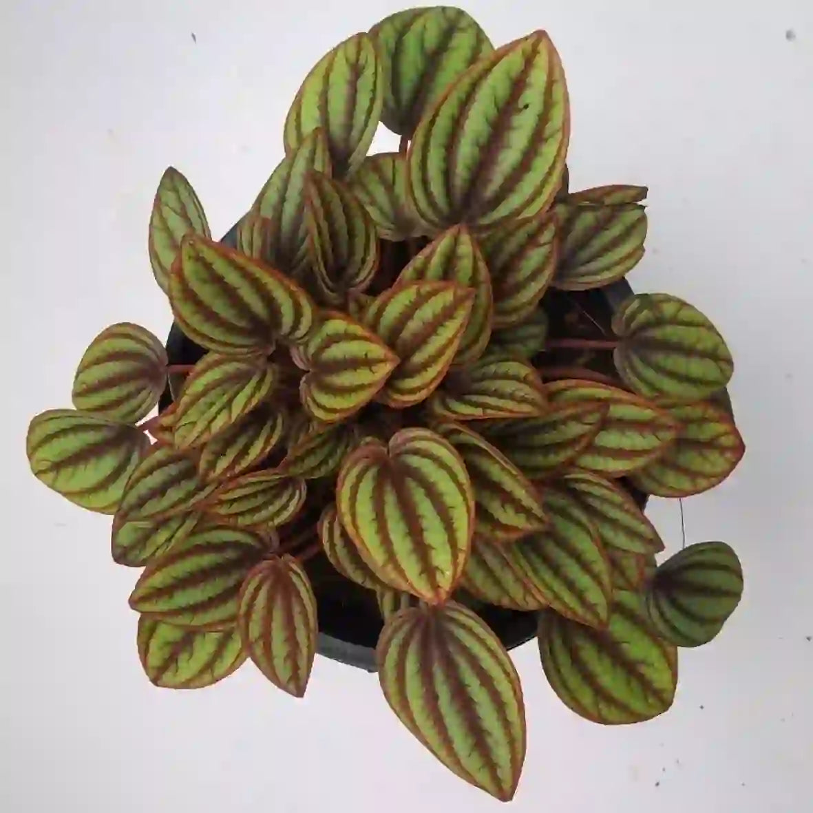 Peperomia Albovittata ‘Piccolo Banda’