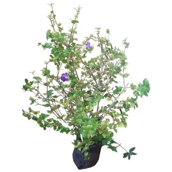 THUNBERGIA ERECTA (Growing Bush Clockvine)