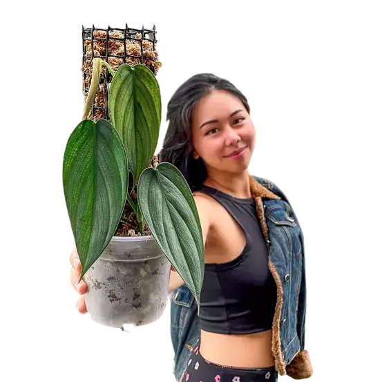 Philodendron 'Burle Marx Fantasy'- Rare Plant