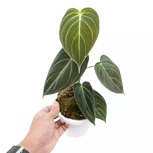 Philodendron Melanochrysum ‘Melano’- Rare