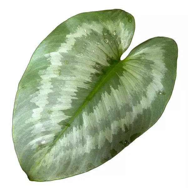 Schismatoglottis sp. Kalimantan - Rare