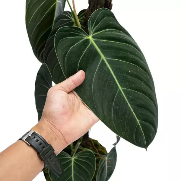 Philodendron Melanochrysum ‘Melano’- Rare