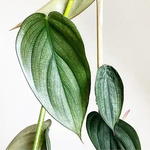 Philodendron 'Burle Marx Fantasy'- Rare Plant