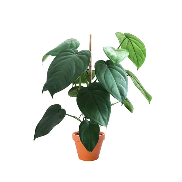 Syngonium Chiapense - Rare