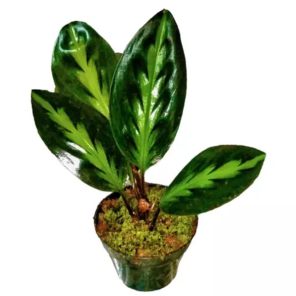 Haplocorema ekor merak sp borneo - Rare