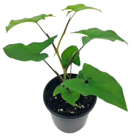 Syngonium Podophyllum – GREEN ARROW