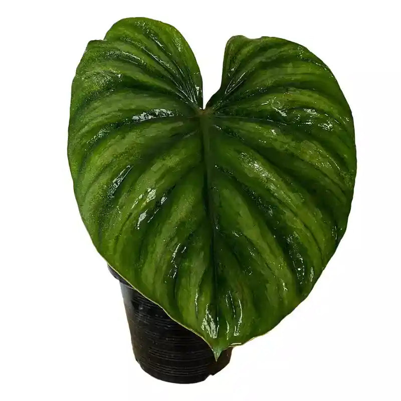 PHILODENDRON PLOWMANII ROUND FORM- Rare