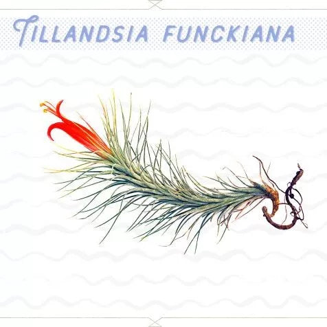 Tillandsia Funckiana Air Plant