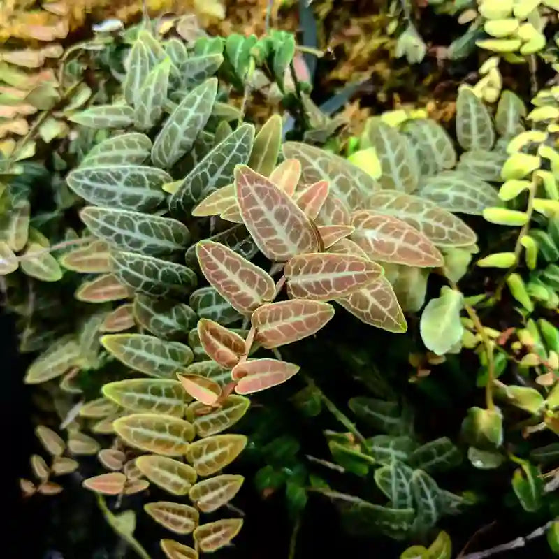 Marcgravia sp. Red - Umbellata