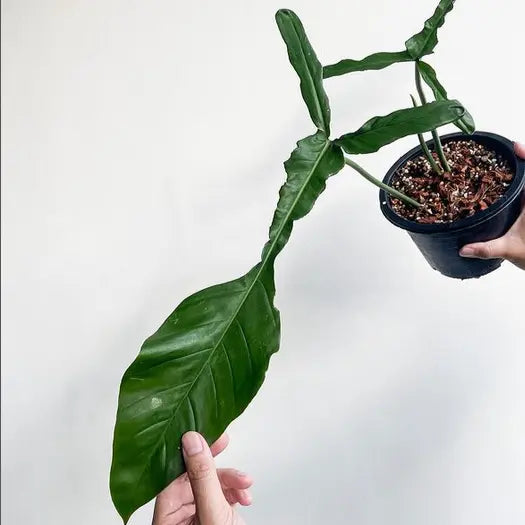 Philodendron Joepii - Rare