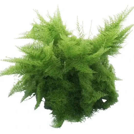 Cotton Candy Fern