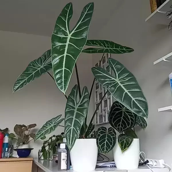 Alocasia Longiloba Lucifer- Rare