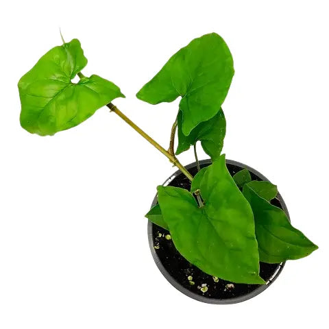 Syngonium Podophyllum – GREEN ARROW