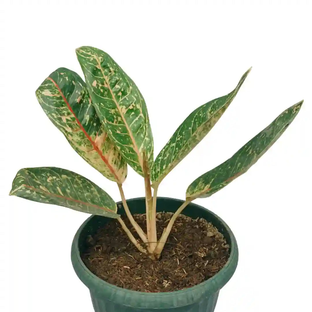 aglaonema dona carmen Aglaonema Dona Carmen – Foliages.in