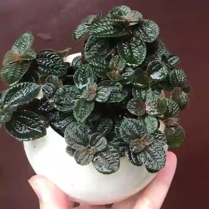 Pilea Repens, Black Panamiga