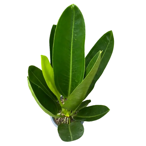 Anthurium Willdenowii - Rare