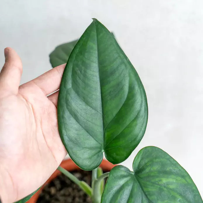 Syngonium Chiapense - Rare