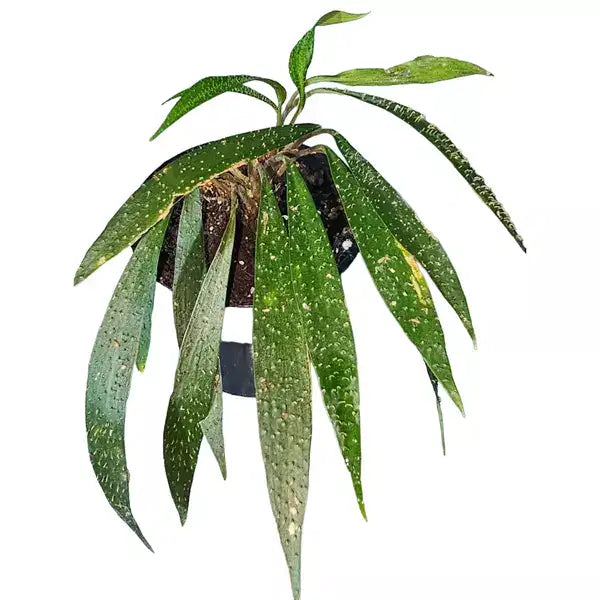 Homolomina Haseii - Rare