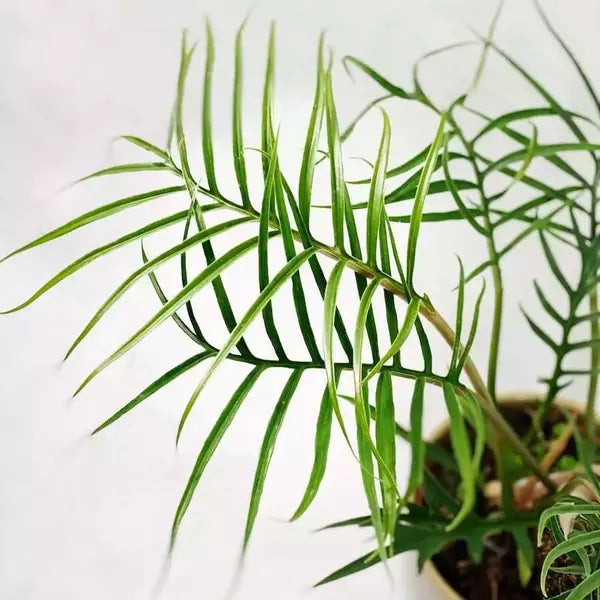 Philodendron Tortum- Rare