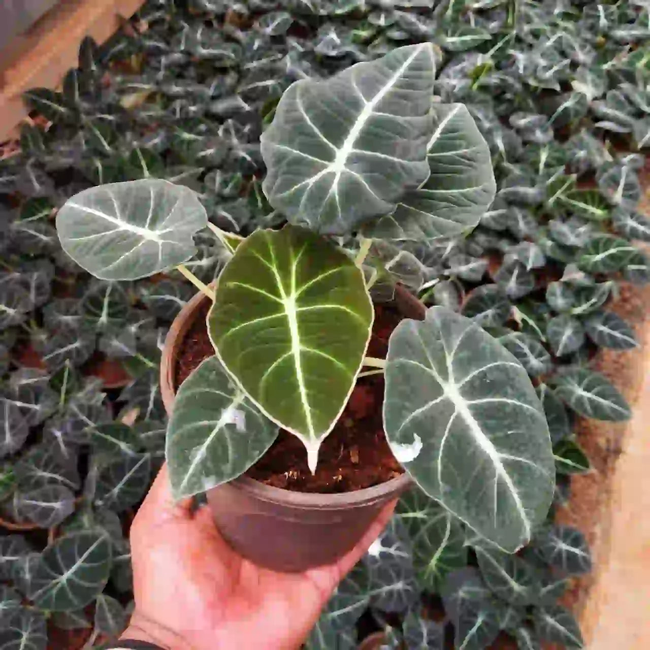 Alocasia Black Velvet - Rare