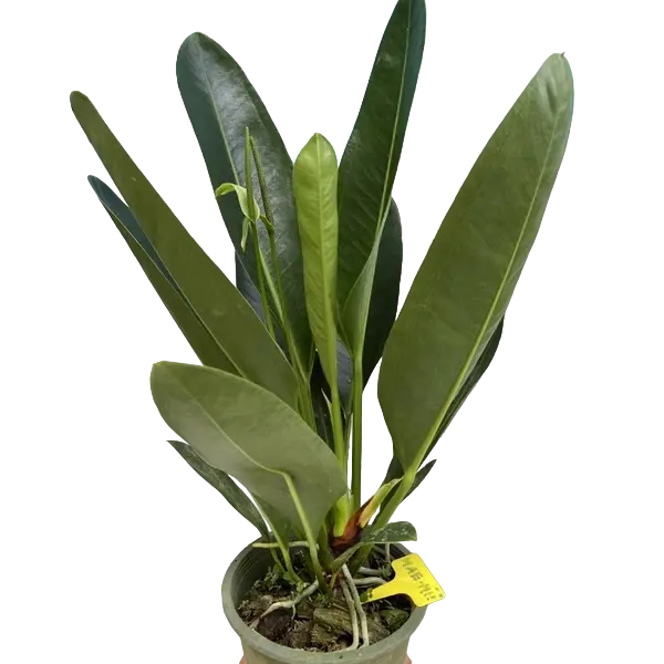 Anthurium Willdenowii - Rare