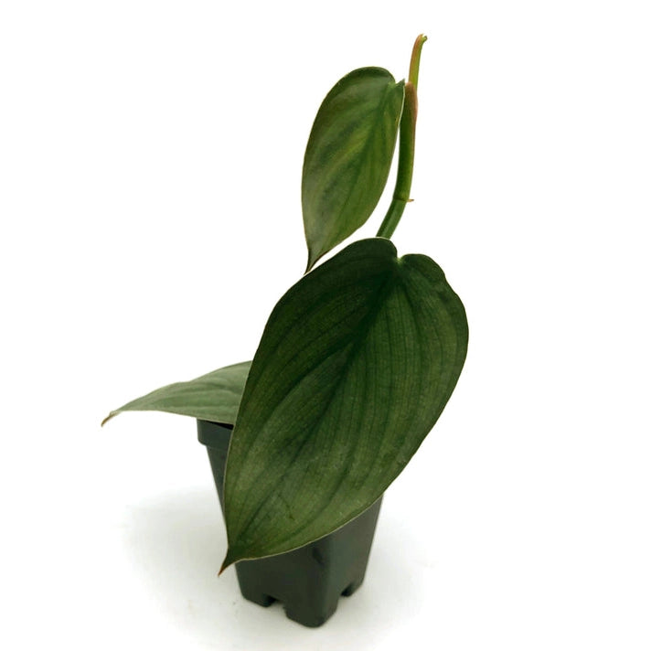 Philodendron 'Burle Marx Fantasy'- Rare Plant