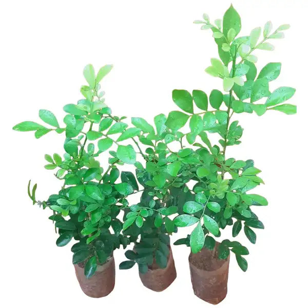 Miniature Murraya