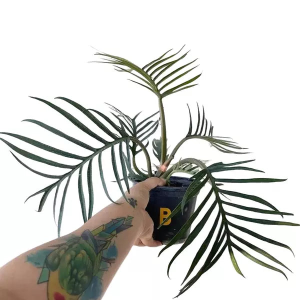 Philodendron Tortum - Live Plant