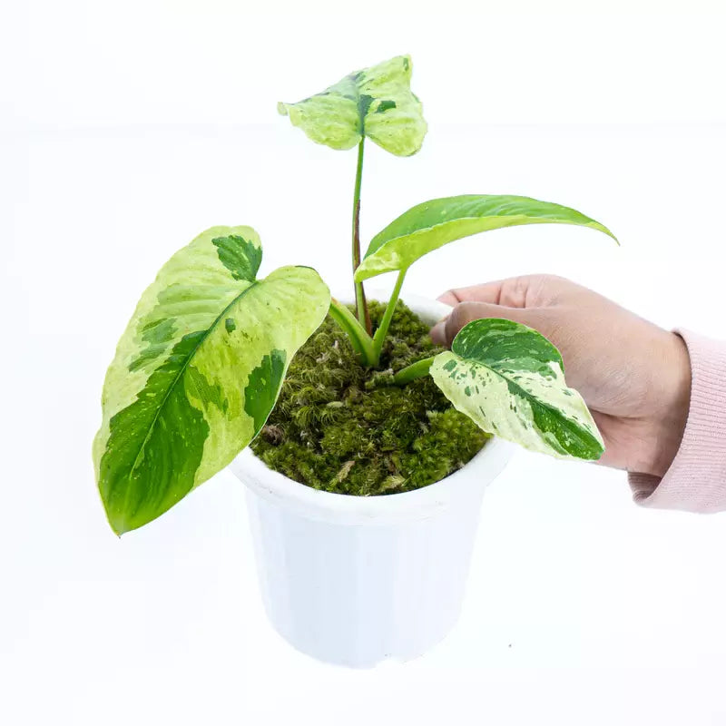 Homalomena Sp Borneo variegated - Rare