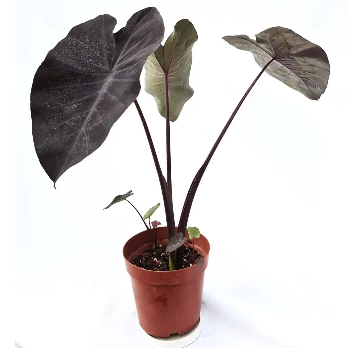 Colocasia Black Magic
