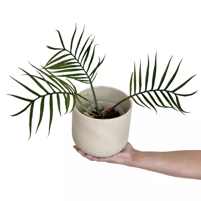 Philodendron Tortum - Live Plant