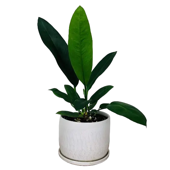 Anthurium Willdenowii - Rare