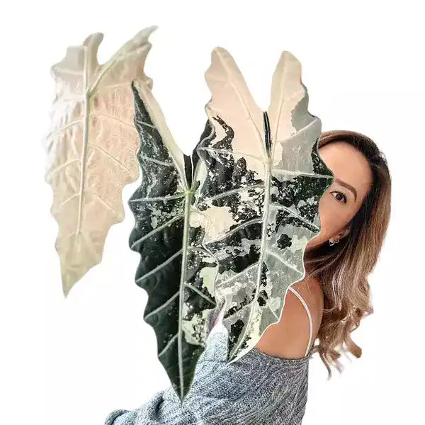 Alocasia Amazonica Variegated - Rare