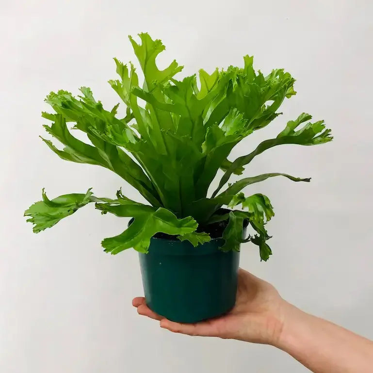Dragon fern, Leslie Bird's Nest Fern, Asplenium Antiquum