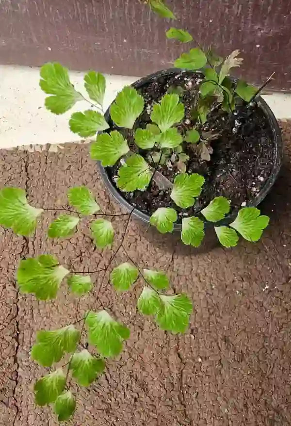Variegated Maidenhair fern | Adiantum raddianum 'Variegated' - Rare