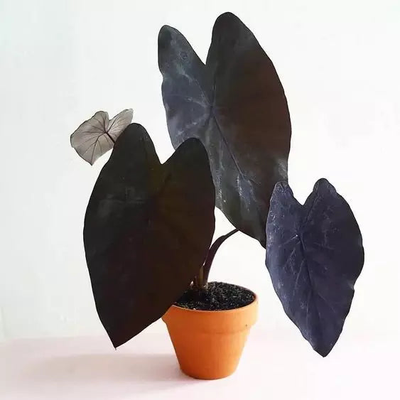 Colocasia Black Magic