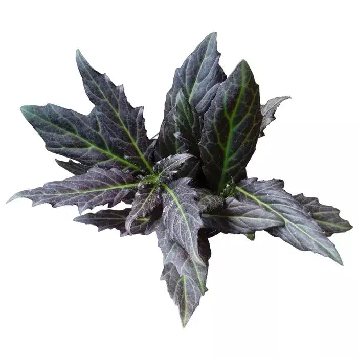 Gynuram Pseudochina - Live Plant