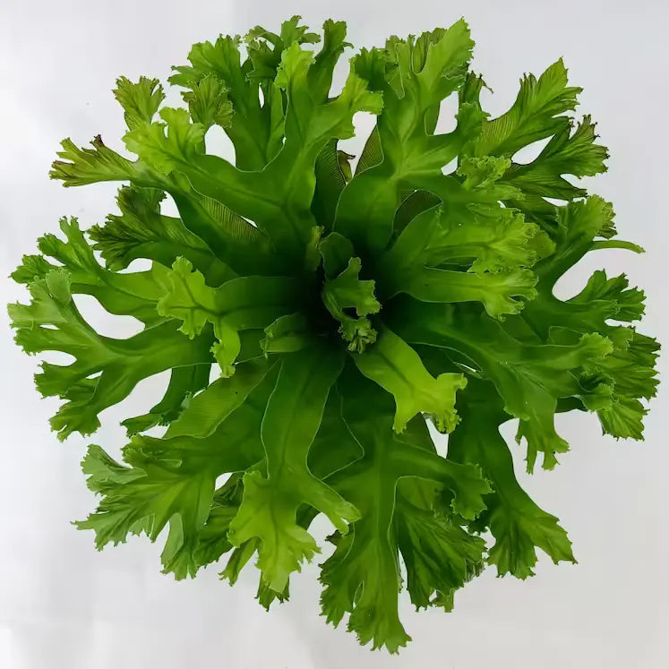 Dragon fern, Leslie Bird's Nest Fern, Asplenium Antiquum
