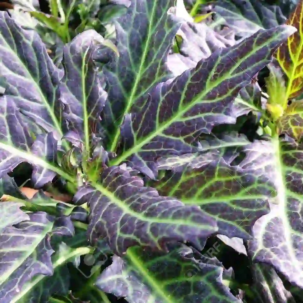 Gynuram Pseudochina - Live Plant
