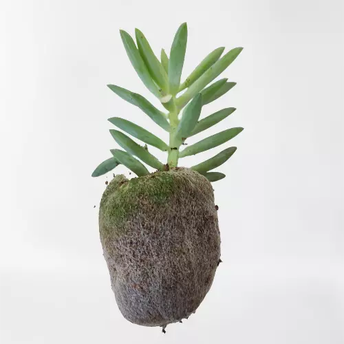 Donkey's Tail (Sedum morganianum)