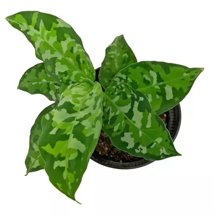 Aglaonema Pictum Tricolor- Rare Plant