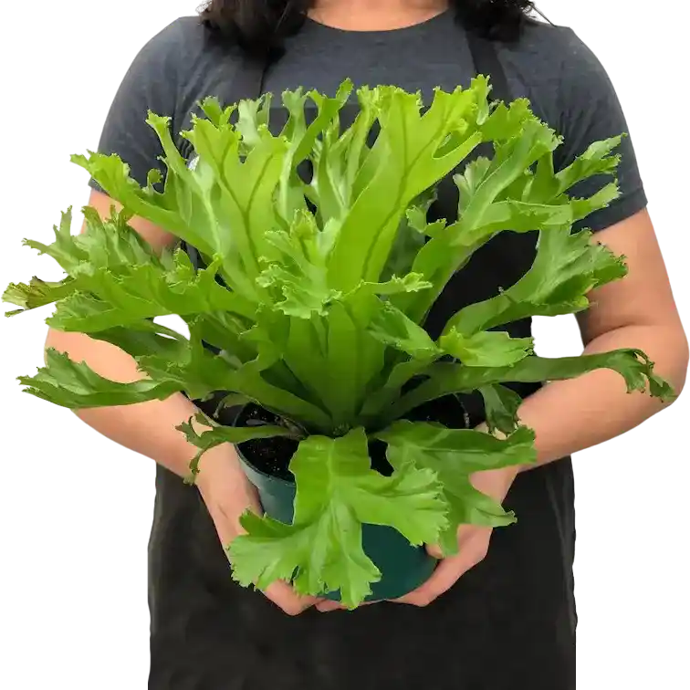 Dragon fern, Leslie Bird's Nest Fern, Asplenium Antiquum