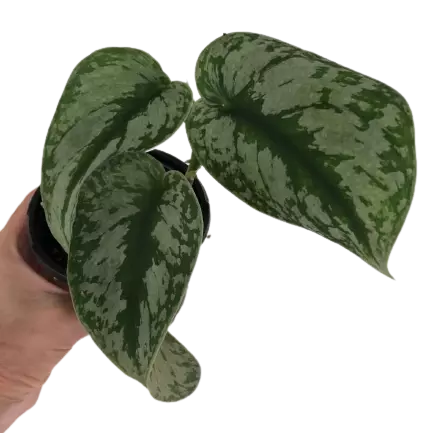 Scindapsus Pictus Exotica