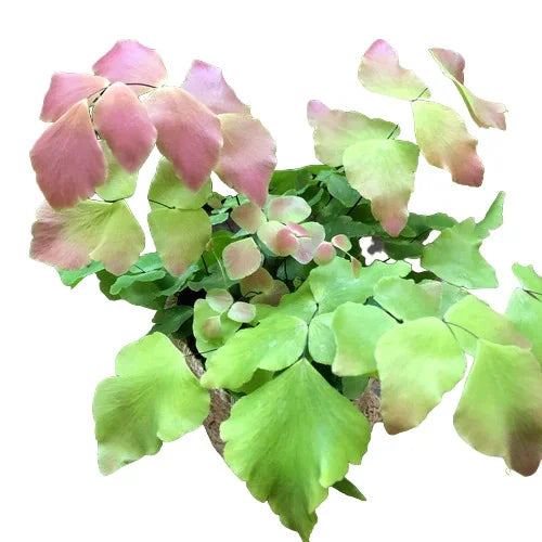 Adiantum Macrophyllum, Maidenhair Fern, Adantium Spp - Rare