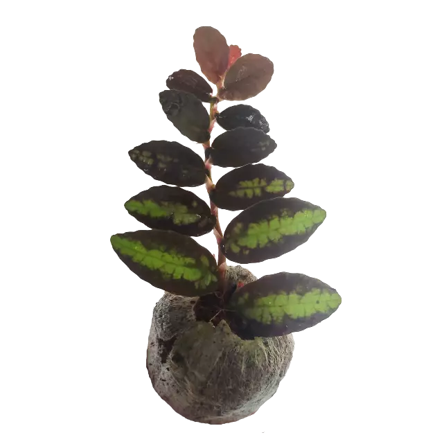 Pellionia repens var. pulchra