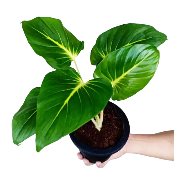 Homalomena Lindenii- Rare