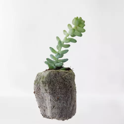 Sedum Morganianum 'Burro's Tail'