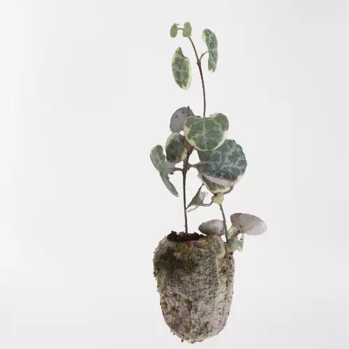 String of Hearts Variegated, Ceropegia woodii Variegata